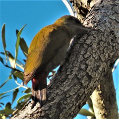 Chloropicus griseocephalus