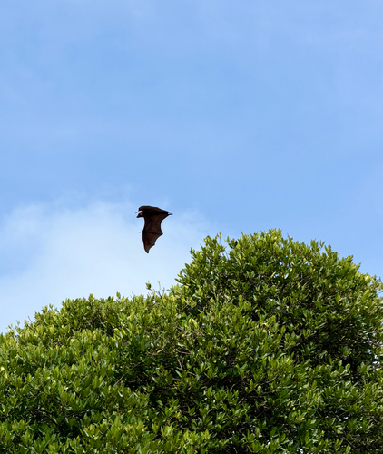 Indian Flying Fox