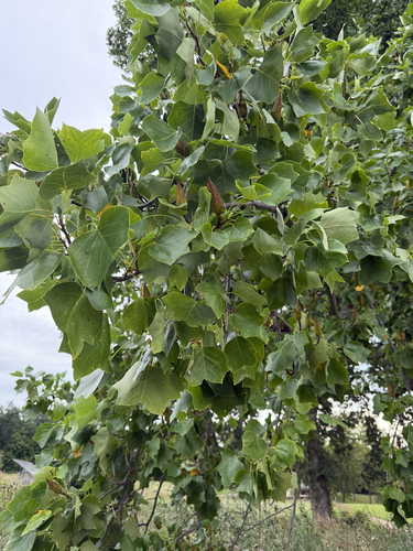 American tuliptree