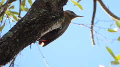 Chloropicus griseocephalus