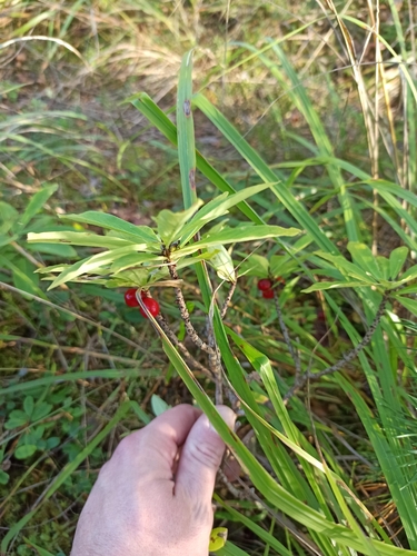 Mezereon