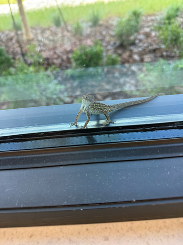 Brown Anole