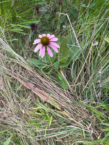 purple coneflower