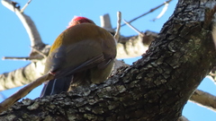 Chloropicus griseocephalus