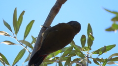 Chloropicus griseocephalus