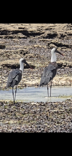African Woolly-necked Stork