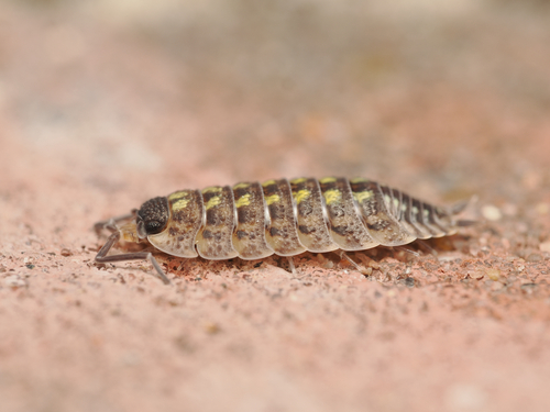 Common Shiny Woodlouse