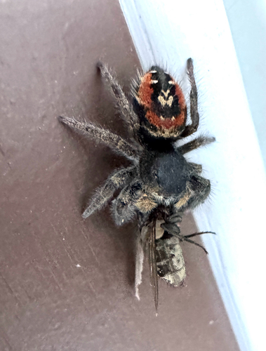 Johnson's Jumping Spider