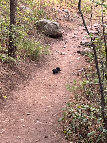 Abert's Squirrel observed by asapao