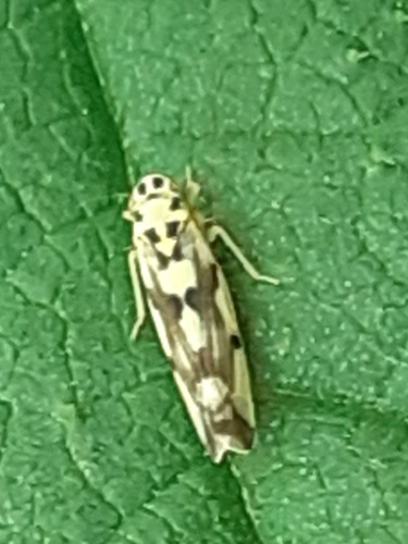 Eupteryx atropunctata