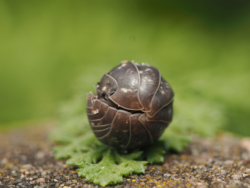 Common Pill Woodlouse