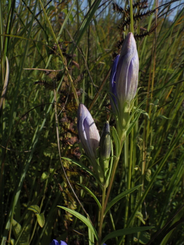 marsh gentian