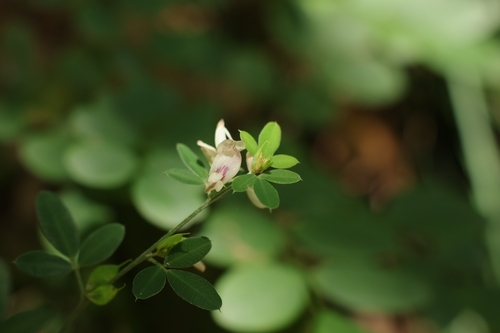 Lespedeza chinensis observed 2026-09-14