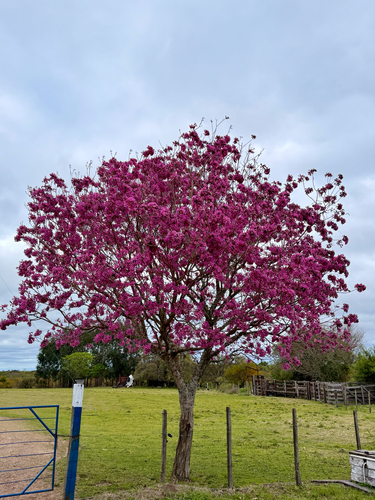 Handroanthus heptaphyllus