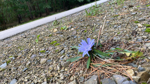 chicory