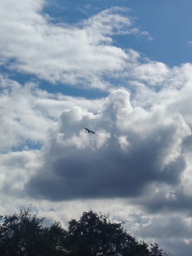 Red Kite