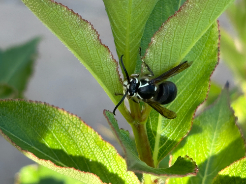 Bald-faced Hornet