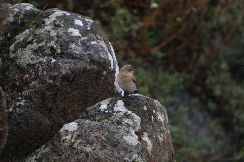 Northern Wheatear