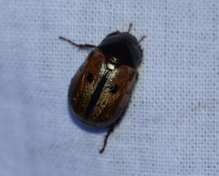 Anomala binotata