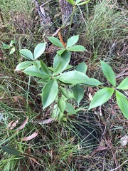 Alyxia magnifolia
