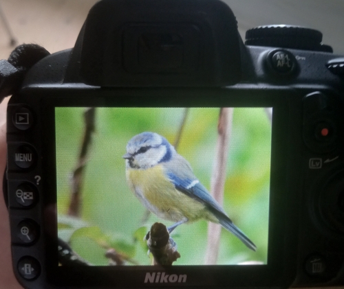 Eurasian Blue Tit