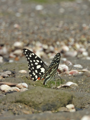 Lime Swallowtail