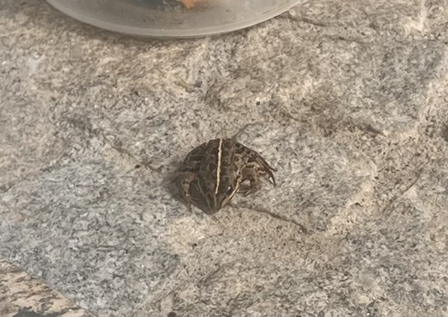 Iberian Green Frog