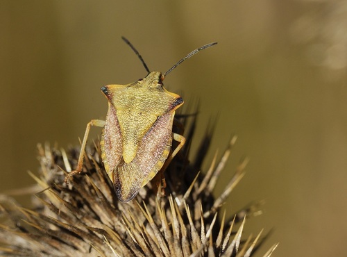 Carpocoris mediterraneus atlanticus