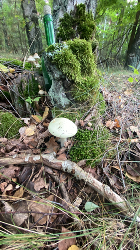 False Death-cap