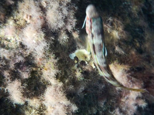 Striped Red Mullet