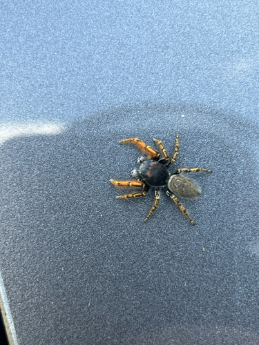 High Eyelashed Jumping Spider