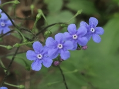 Brunnera
