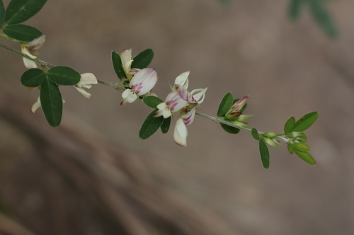 Lespedeza chinensis observed 2026-09-14