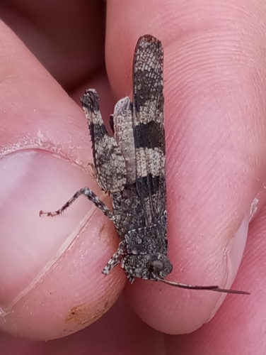 Blue-winged Grasshopper