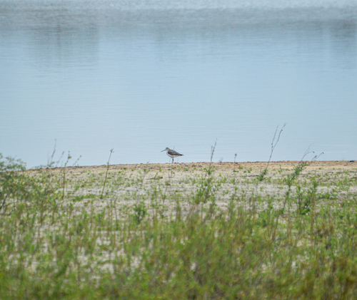 Common Greenshank