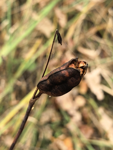 Iris sibirica, photograph 3