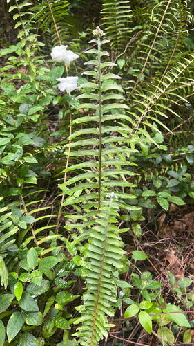 Brown's sword fern