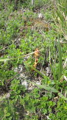 Orobanche teucrii