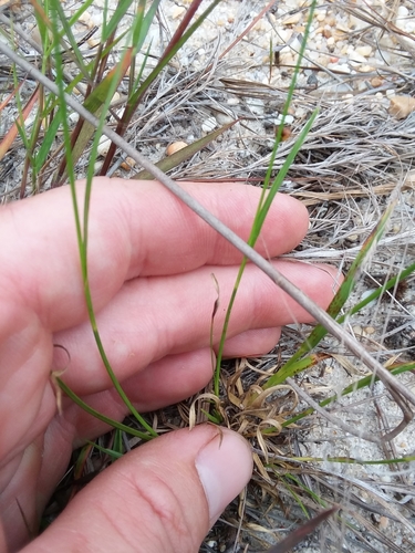 Image of Rhynchospora globularis by (c) Will McFarland, some rights reserved (CC BY)