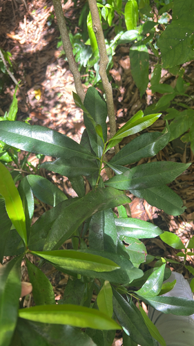 Bay Rum Tree
