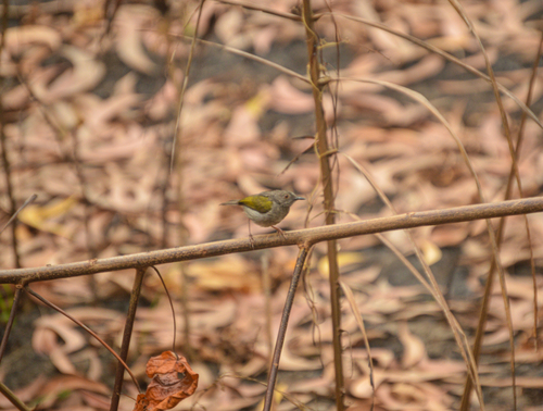 Green-backed Camaroptera