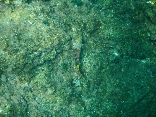 European Parrotfish