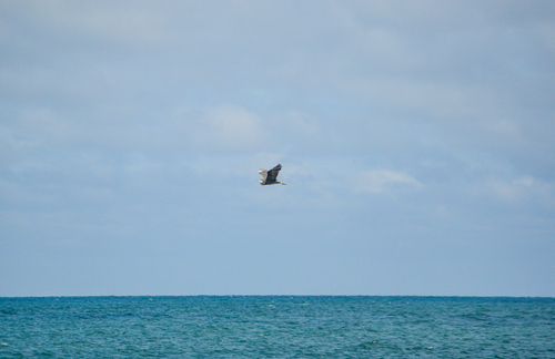 Western Reef Heron