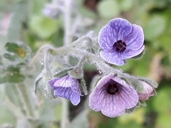 Cynoglossum creticum