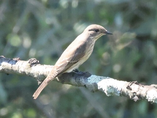 Spotted Flycatcher