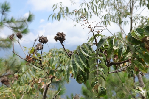 Rhus hypoleuca, 2026-09-14