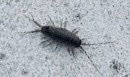Wharf Louse