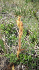 Orobanche teucrii