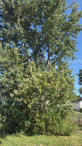 silver maple