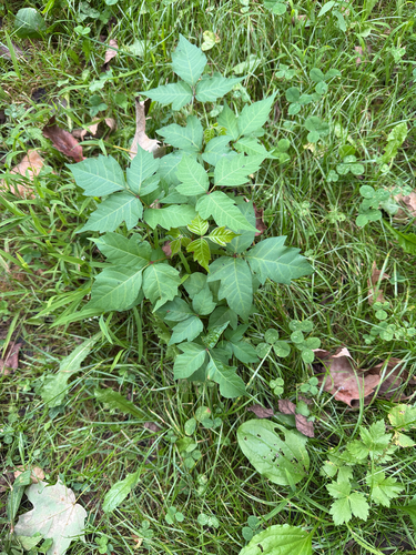 eastern poison ivy